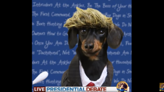 Wiener Dog Debate 2016: Dachshunds Dress Up as Trump and Clinton in Cutest Political Debate