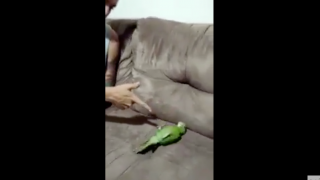 Funny Parrot Plays Dead After Getting 