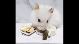 Fancy Hamster Enjoys a Deliciously Tiny Brunch