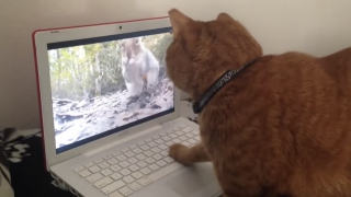 Confused Cat Watches Squirrel on Computer, Tries to Chase Him