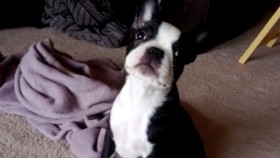 Boston Terrier Pup is Hilariously Scared of Own Fart