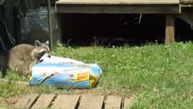 Beast Raccoon Hauls 28 Pound Bag of Cat Food