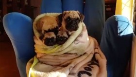 Family of Pugs Bundle Up in Blanket Like Burrito