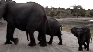 Elephant Sneezes, Scares Himself Silly