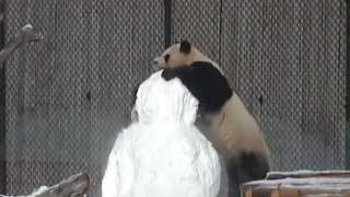 Panda Destroys Snowman at Toronto Zoo in Adorable Video