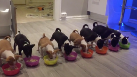 Fourteen Puppies All Enjoy Their Dinners Together