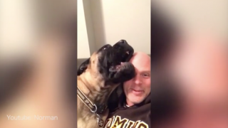 Dog Hilariously Can't Stand His Owner's Singing