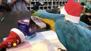 Parrot Doesn't Like Santa Imposter, Decides to Put an End to Toy