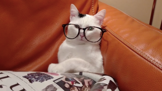 Cat Looks Like a Hipster While Wearing Glasses