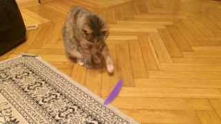 Crazy Cat is Obsessed with Nail File— Wants Manicure