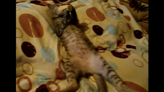 Cat Eats Ice Cream Cone While Chilling on Bed