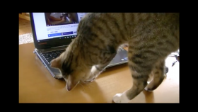 Cat Adorably Tries to Find Kitten Meowing from Computer