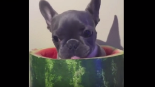 Cutest Puppy Ever Adorably Eats Watermelon He's Sitting In