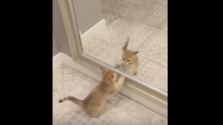 Kitty Hysterically Plays with Own Reflection