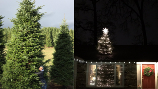 Through-the-Roof Christmas Tree in Oregon Starting New Holiday Trend