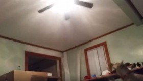 Dog Thinks He's a Cat – Tries to Jump on Fan