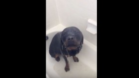 Adorable Rottweiler Adores Taking Showers
