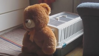 Dog Steals Teddy Bear – Insists on Hiding it in His Kennel