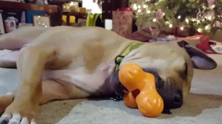 Dog Is Too Tired from Playing – Falls Asleep with Toy