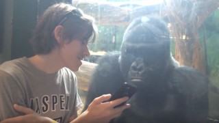 Gorilla Loves Watching Photos of Other Gorillas