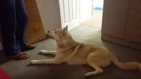 Husky Blatantly Refuses to Take Shower – Argues With Human