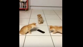 Kittens Hilariously Battle Evil Remote Control