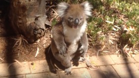 Koala Gets Unfairly Kicked Out of Tree and Cries