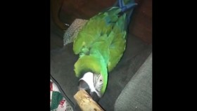 Macaw Refuses to Go to Bed – Throws Hilarious Temper Tantrum