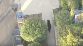 Man Has Frightening Encounter with Giant Bear