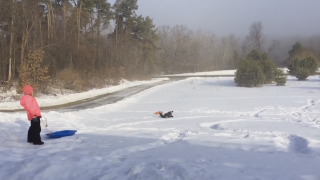 Determined Little Boy Faceplants Repeatedly Trying to Stop Runaway Sled