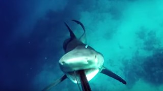Bull Shark Nearly Destroys a Fisherman Before Catching a Spear in His Mouth