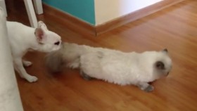 Feisty Frenchie Drags Cat Out of Room by Tail