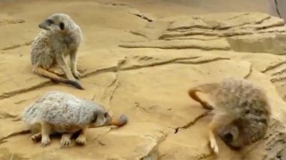 Meerkat Falls Asleep At Edge of Cliff - It Does Not End Well