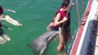 Frisky Dolphin Hilariously Doesn't Want Girl to Leave Water