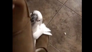 Cockatoo Hates Uggs - Attacks Them Like His Worst Enemy