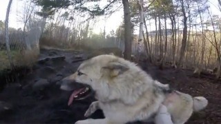 Giant Wolfdog Hilariously Thinks He's a Lapdog