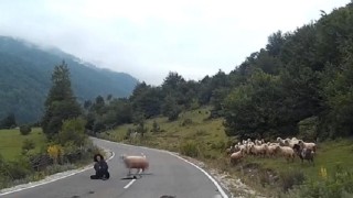 Woman Gets Trampled by Herd of Sheep and Then a Ram Comes Back and Headbutts Her