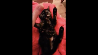 Kitten Loves Getting Tickled