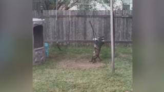 Dog Hilariously Plays on Swing