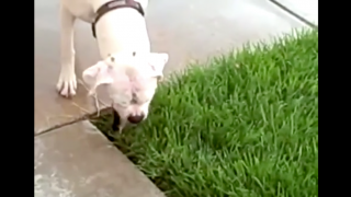 Boxer Gets Adorably Confused When Sprinkler Disappears