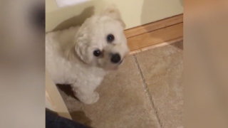 Dog Is Confused By Singing Cats