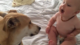 Baby Loves Getting Kisses From Doggy Friend