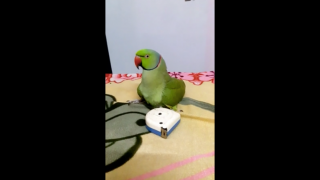 Parrot Enjoys Dancing The Day Away