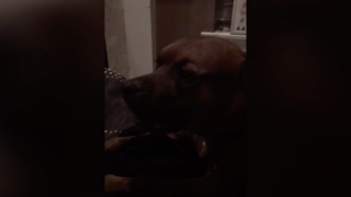 Dog Makes Funny Sound As Owner Tries To Eat Noodles