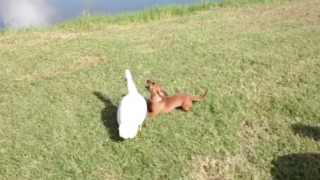 Dachshund Makes Unlikely Friend While Visiting The Park