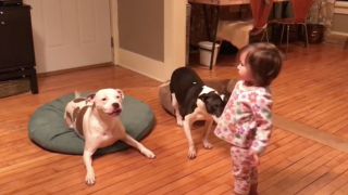 Toddler Trains Dog And Adorably Hands Out Treats