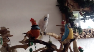 Parrot Is Adorably Intrigued By New Plush Friends