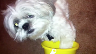 Little Dog Gets Her Sand Bucket Ready For Vacation