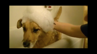 Dog Loves Taking Bubble Baths— Gets Dirty on Purpose