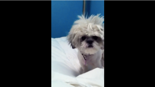 Dog Has Craziest Case of Bed-Head Ever